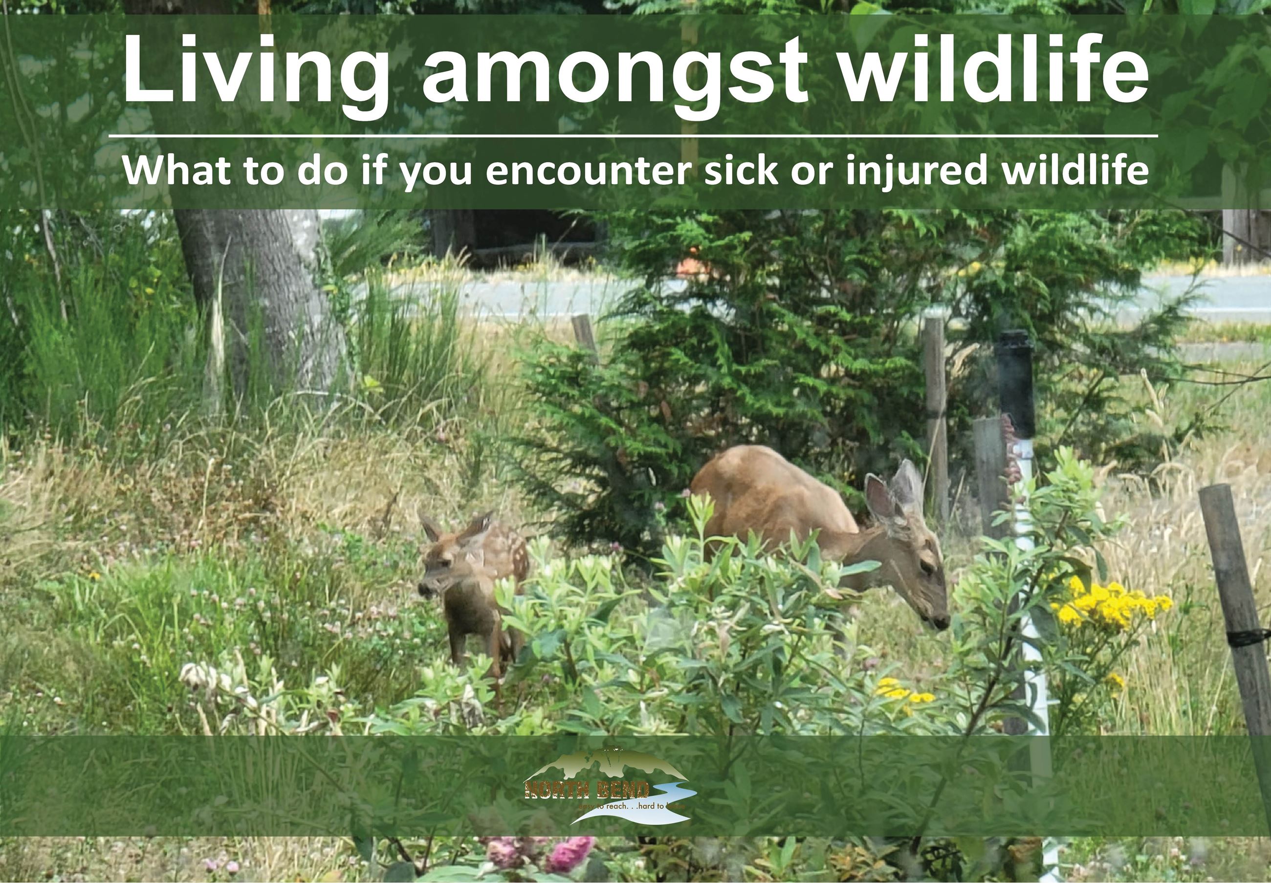 Living amongst wildlife