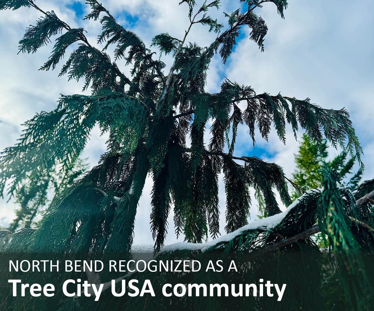 Trees with text describing Tree City USA award