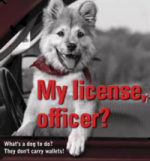 My liscense officer? Dog with bandana
