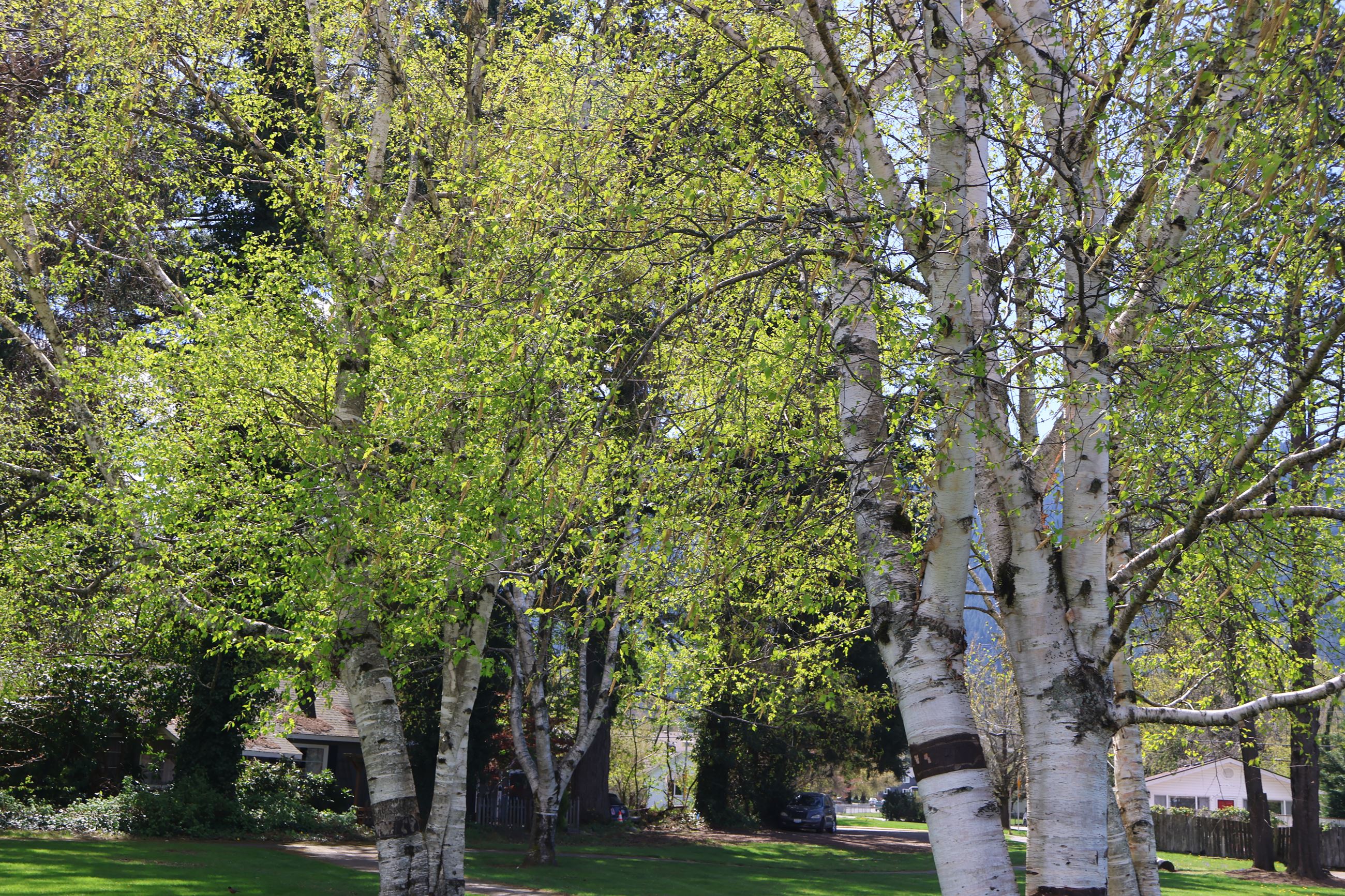 Trees and a grassy open space