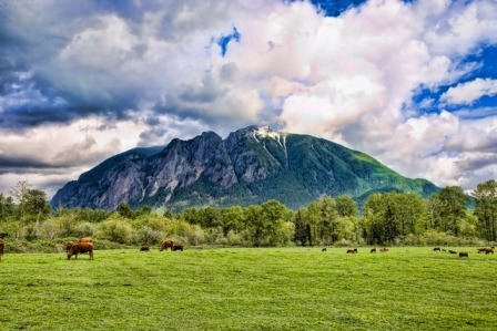 Mt Si with cows grazing 